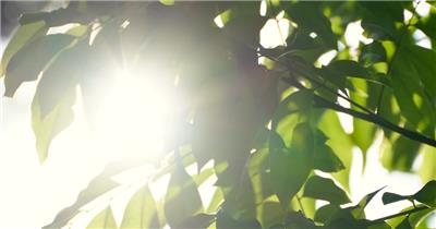 夏天阳光透过树叶素材4K