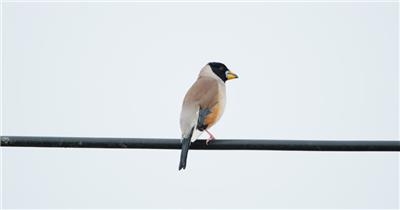 蜡嘴雀鸟实拍镜头