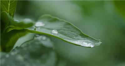 雨水滴落在植物上实拍