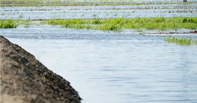 风吹起波浪小草随风摆动