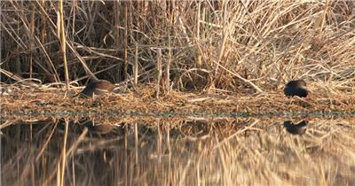 秋天芦苇丛里两只黑水鸡
