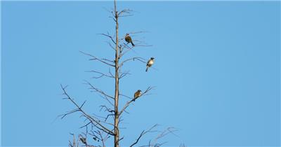 枝头三只鸟实拍镜头