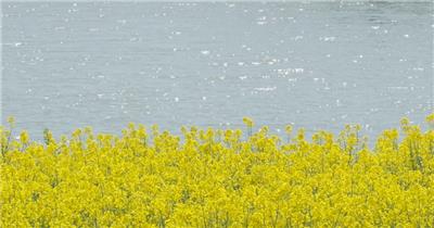 油菜花4k实拍镜头