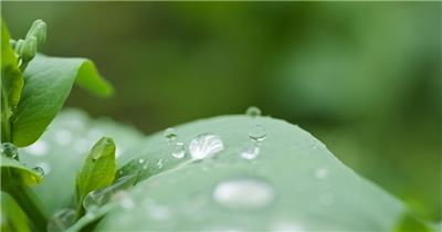 下雨水滴植物慢镜头4K