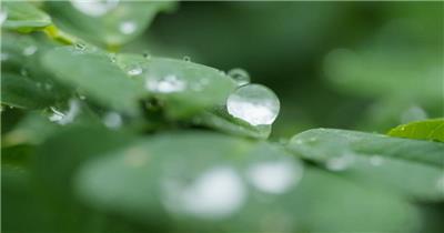 小雨滴在植物上慢镜头