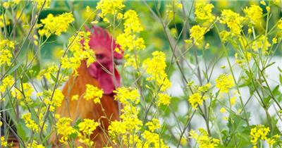 油菜花和大公鸡实拍镜头