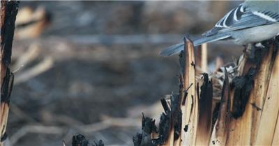 芦苇丛中一只山雀