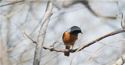 红尾鸲小鸟实拍镜头