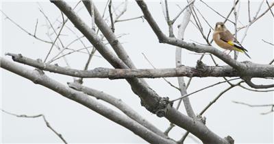 金翅雀4K实拍镜头