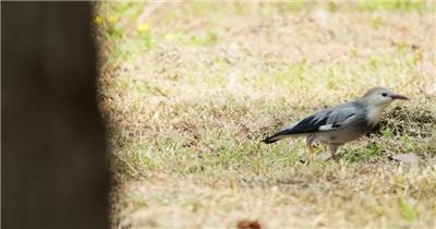 椋鸟4K实拍镜头