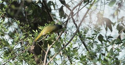 领雀嘴鹎实拍镜头
