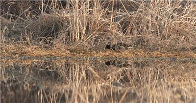 芦苇从中一只黑水鸡实拍