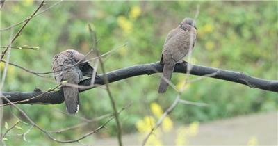 小雨天两只斑鸠慢镜头升格