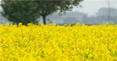 油菜花4K实拍镜头 (7)