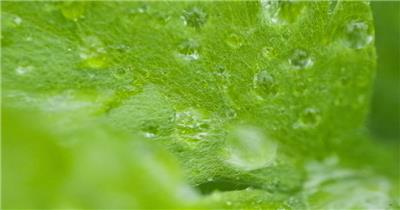 雨水滴在树叶上4K实拍 (1)