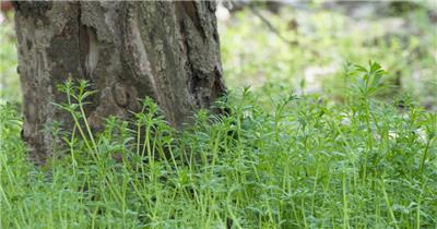 树下绿植小草实拍镜头