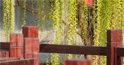 一对斑鸠鸟实拍镜头