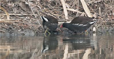 两只黑水鸡觅食实拍镜头