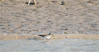湿地一只草鹬觅食实拍