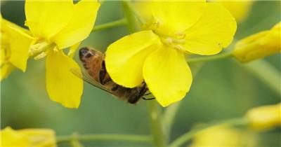 油菜花蜜蜂采蜜实拍镜头 (4)
