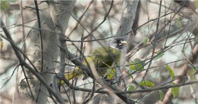 领雀嘴鹎鸟实拍镜头