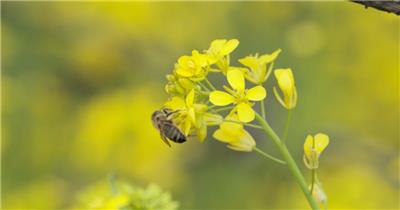 蜜蜂采蜜油菜花实拍镜头 (19)
