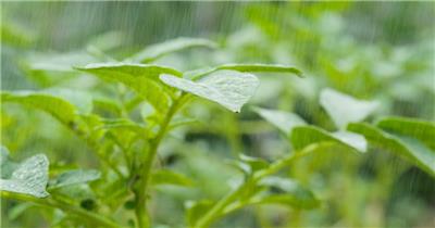 倾盆大雨4K实拍镜头