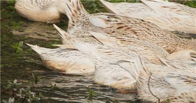 农村散养鸭子游泳升格慢镜头