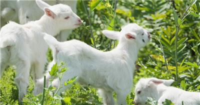 春天小羊羔吃草动物畜牧业山羊绵羊