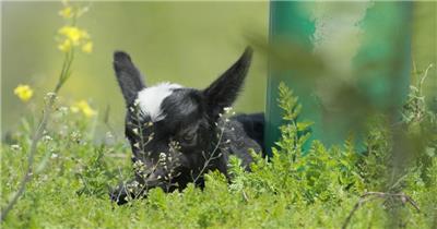 春天小羊羔吃草动物畜牧业