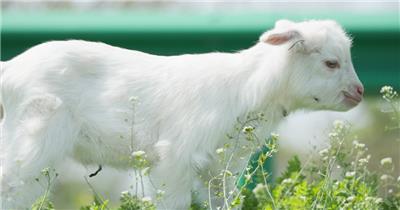 春天小山羊羔吃草动物畜牧业绵羊