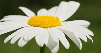 初立春分甘菊花特写微距实拍