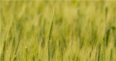 农村小麦慢镜头升格特写实拍