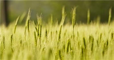 农村乡村小麦农田特写慢镜升格