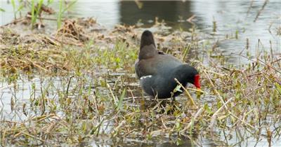 黑水鸡觅食升格实拍慢镜头