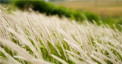 唯美电影感芦苇狗尾巴草白茅微风