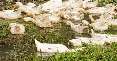 农村散养鸭子慢镜头升格实拍