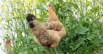 农村散养母鸡吃食特写实拍镜头