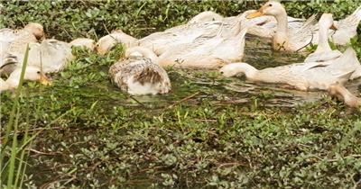 农村散养鸭子升格慢镜头实拍