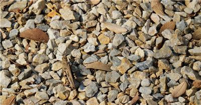 秋天地上石子昆虫蛐蛐蝈蝈蝗虫疣蝗