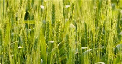 绿油油的小麦放大拉近镜头