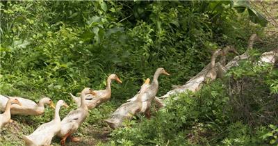 农村散养鸭子排队返回院子