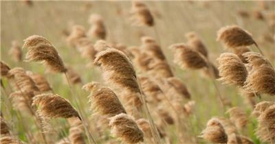 河边芦苇菖蒲香蒲荻芒随风摇曳