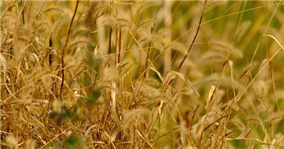 秋天枯黄狗尾巴草实拍空镜头