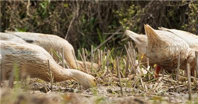 农村散养鸭子特写实拍镜头