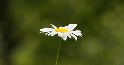 一朵甘菊花特写实拍镜头