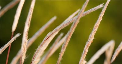 狗尾巴草白茅慢镜头升格实拍