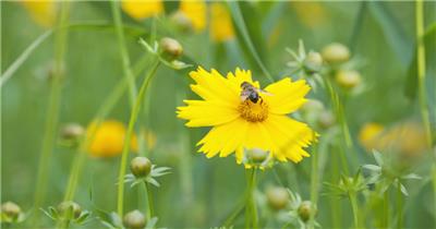 春天夏天金鸡菊花朵上的蜜蜂采蜜昆虫