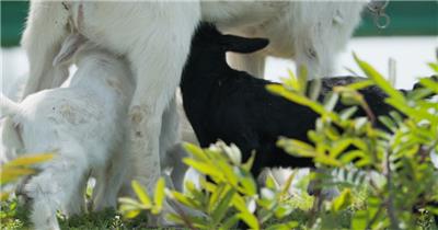 春天刚出生的小羊羔喝奶