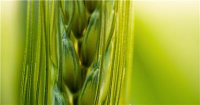 农村小麦粮食微距特写实拍